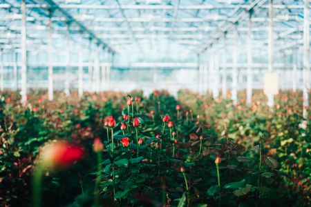 Greenhouse roses growing under daylight.の写真素材