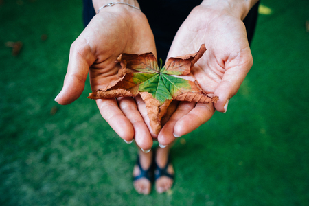 Yellow autumn leaves in the palm of a girl.の写真素材