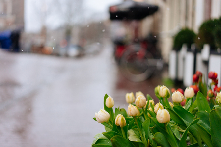 Yellow tulips with green leaves. Spring flowers closeupの写真素材