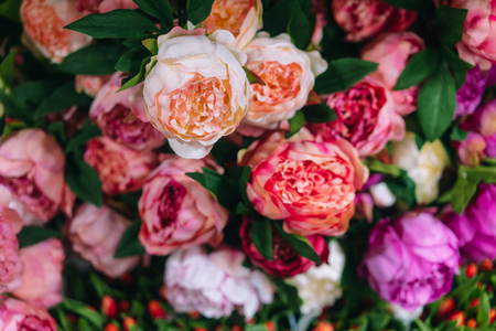 Lot of peonies, close up.の写真素材