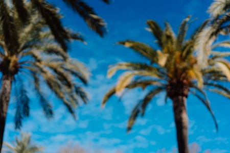 photo of tropical palm treesの写真素材