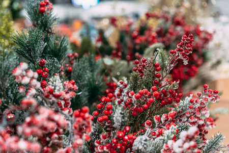 Christmas decoration background: branches and holly berriesの写真素材