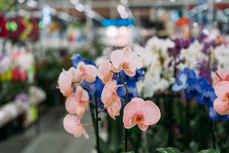 Orchid in pot in flower shop. Concept of flowers marketの写真素材