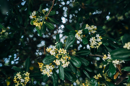 Pittosporum Tobira flowers and leaves, close angleの写真素材