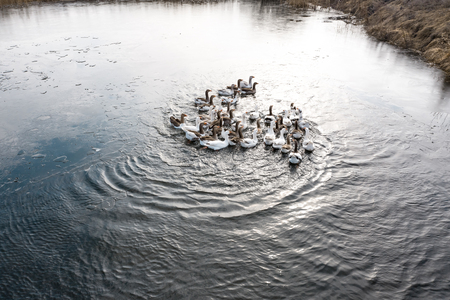 Geese in water, swim on the river, sunny day. View from aboveの写真素材