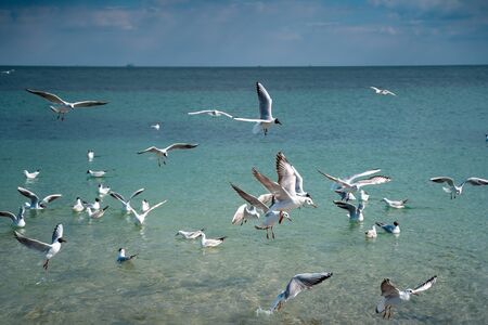 Seagulls are float and fly over the sea surfaceの写真素材