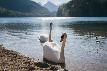 Beautiful white swans swim near the shoreの写真素材