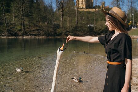 Girl feeds a large white swan on the shore.