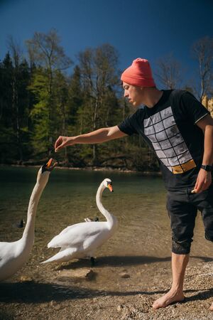 Man feeds a large white swan on the shore.の写真素材
