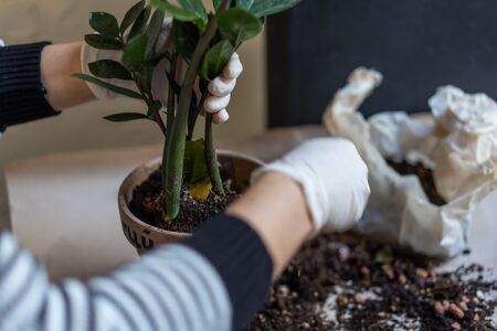 Female hands are planted in a flower pot.の写真素材