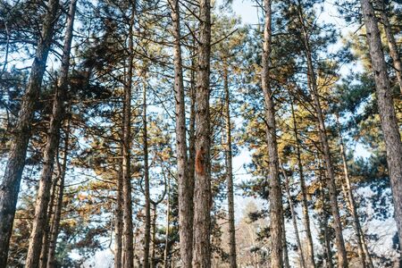 Red squirrel on a tree in the park. Squirrel in its natural habitat