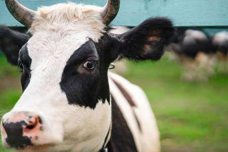 Cow looking to camera over summer backgroundの写真素材