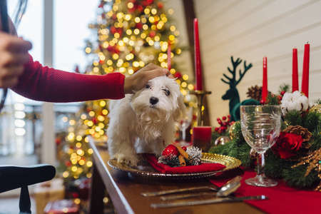 Small white terrier on a decorative christmas tableの写真素材