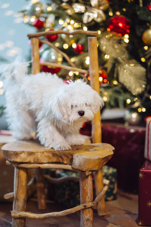 Small white terrier on the background of the Christmas tree