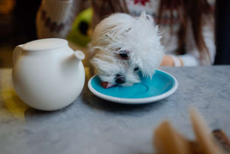 Beautiful woman is holding her cute dog, drinking coffee in cafeの写真素材