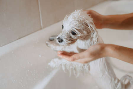 A white dog was bathing,Bathing dogs indoors.の写真素材