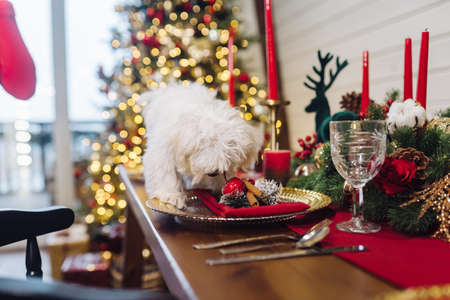 Small white terrier on a decorative christmas tableの写真素材