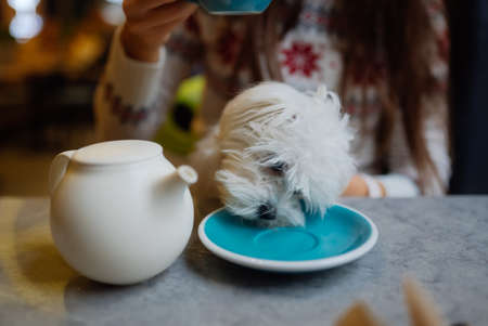 Beautiful woman is holding her cute dog, drinking coffee in cafeの写真素材