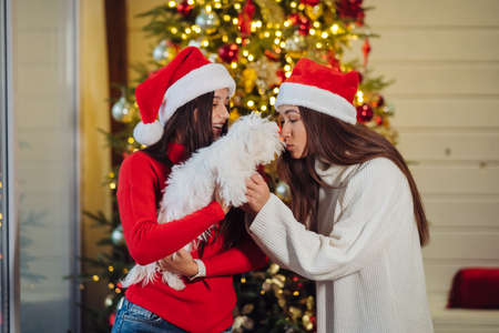 Several girls play with a small dog on New Years Eveの写真素材