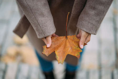 Autumn leaves in girl hands close view