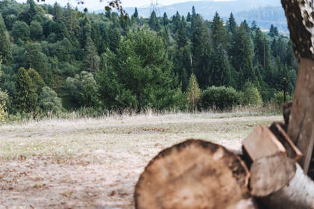 A glade in the forest with folded firewoodの写真素材