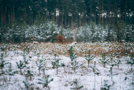 Winter forest with snow on trees and floorの写真素材