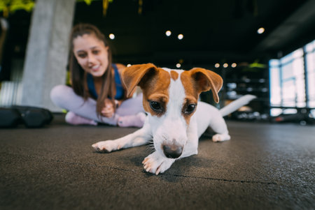 Cute jack russell dog in gym with her owner woman.