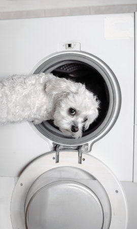 Cute little white dog looking back by washing machine.の写真素材