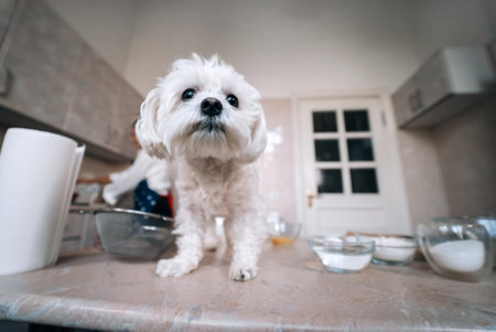 Cute white Maltese dog stands on the tableの写真素材