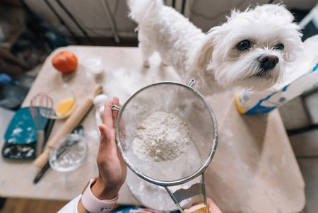 Woman in the kitchen sifts flour together with a dogの写真素材