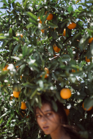 Woman in orange grove, surrounded by green leaves and ripe oranges, peaceful natural portraitの写真素材