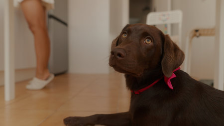 An adorable Chocolate Labrador Dog is seen relaxing peacefully in a modern kitchen setting