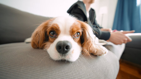 Sweet animal finds comfort while lounging peacefully indoorsの写真素材