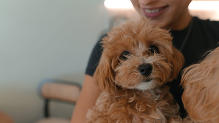 Charming puppies sitting comfortably during photo shootの写真素材