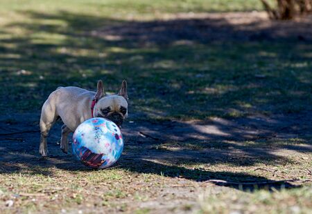 French bulldog playing with his ball in the park.の写真素材