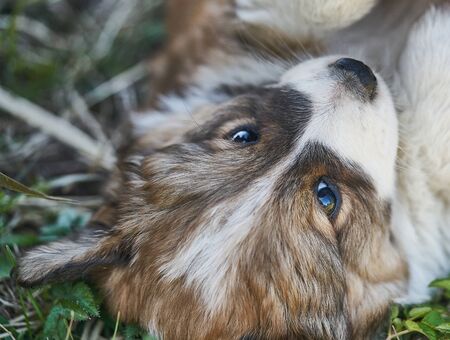 Puppy resting in the grass. Close up photo.