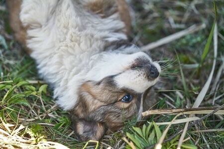 Puppy resting in the grass. Close up photo.