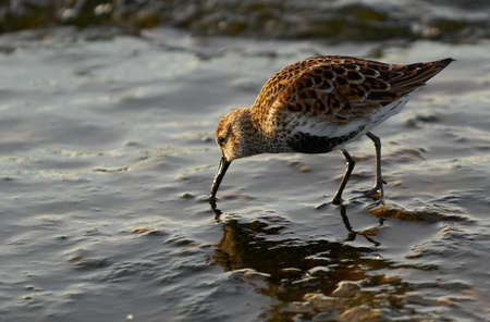 The Dunlin or Calidris alpina. One bird Dunlin on the shore looking for foodの写真素材