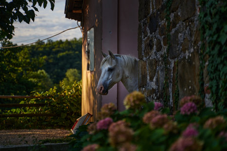 White horse in the village on a summer day. beautiful white horse portrait.の写真素材