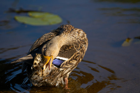 female Mallard swimming in lake, Anas platyrhynchos. duck at lake.の写真素材
