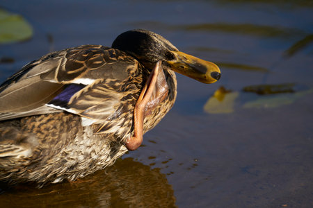 female Mallard swimming in lake, Anas platyrhynchos. duck at lake.の写真素材