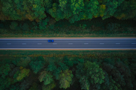 Pine forest from above, fall season, forest road.の写真素材