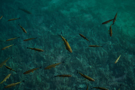 Fish swim in the Red Sea, colorful fish, Eilat Israelの写真素材