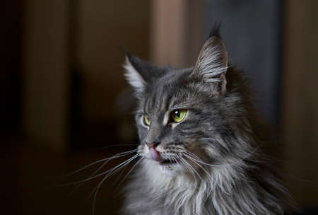 gray fluffy cat on a black background, a cat with yellow eyes, a cat with an evil gazeの写真素材