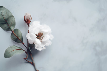 Beautiful blooming branch with white flowers on a marble background.の素材