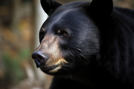 a close up of a black bear's face with a blurry background of trees and bushes in the background and a blurry background. .の素材