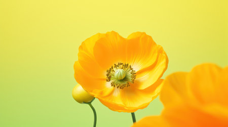 poppy flower on yellow background with copy space for your text.の素材