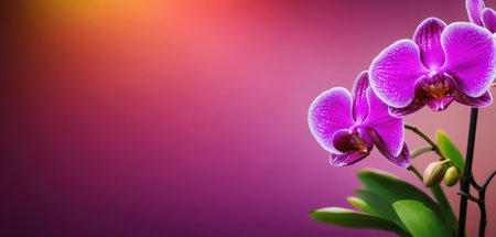 Beautiful purple orchid on a pink background with copy space.の素材