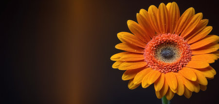 Orange gerbera flower on a dark background with space for textの素材