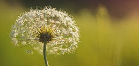 Close up of a dandelion flower in the field with green backgroundの素材